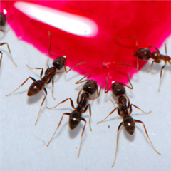 Vignette illustrant cette actualité