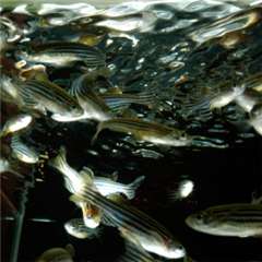 Vignette illustrant cette actualité