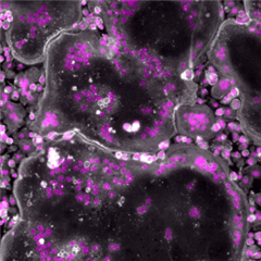 Vignette illustrant cette actualité