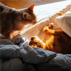 Vignette illustrant cette actualité