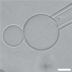 Vignette illustrant cette actualité