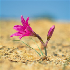 Vignette illustrant cette actualité