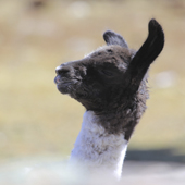 Vignette illustrant cette actualité