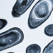 Vignette illustrant cette actualité