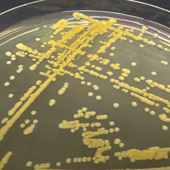 Vignette illustrant cette actualité