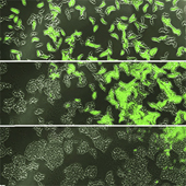 Vignette illustrant cette actualité