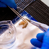 Image illustrant cette actualité