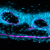 Vignette illustrant cette actualité