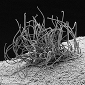 Vignette illustrant cette actualité