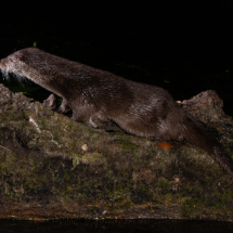 Vignette illustrant cette actualité