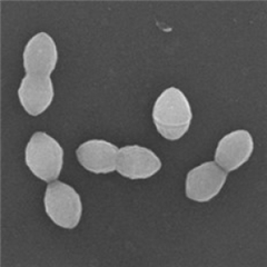 Image illustrant cette actualité