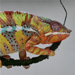 Image illustrant cette actualité