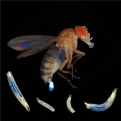 Vignette illustrant cette actualité