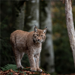 Vignette illustrant cette actualité