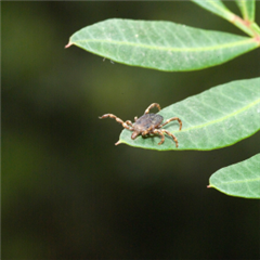 Vignette illustrant cette actualité
