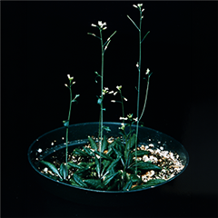 Vignette illustrant cette actualité