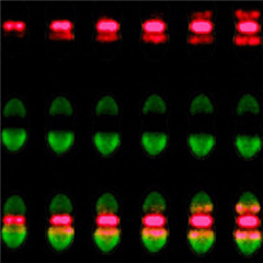 Vignette illustrant cette actualité