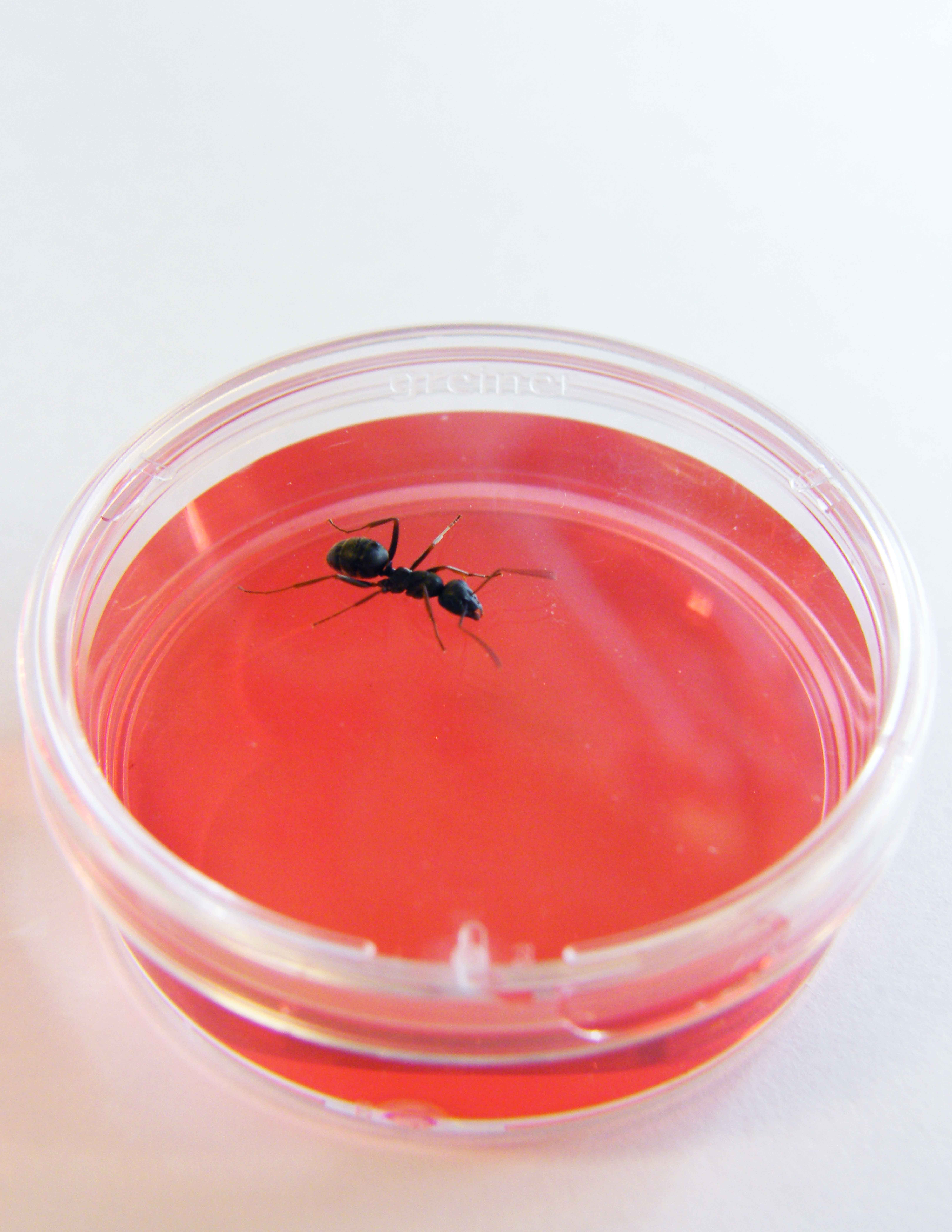 Какой запах рака. Муравей Ant. Муравьи обнаружат рак!. Три муравья. Муравьи находят раковые клетки.