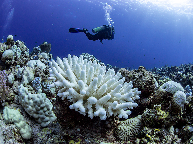 récif corallien blanchi