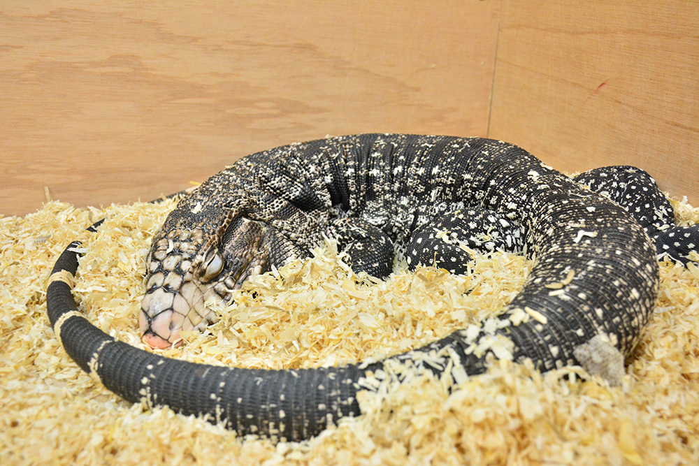 lézard de l'espèce Salvator merianae, dans sa litière