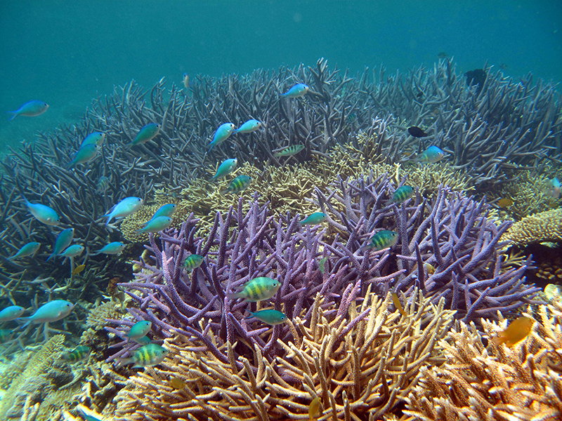 récif corallien coloré