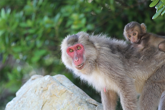 femelle macaque avec son petit