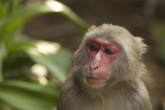 tête d'une femelle macaque