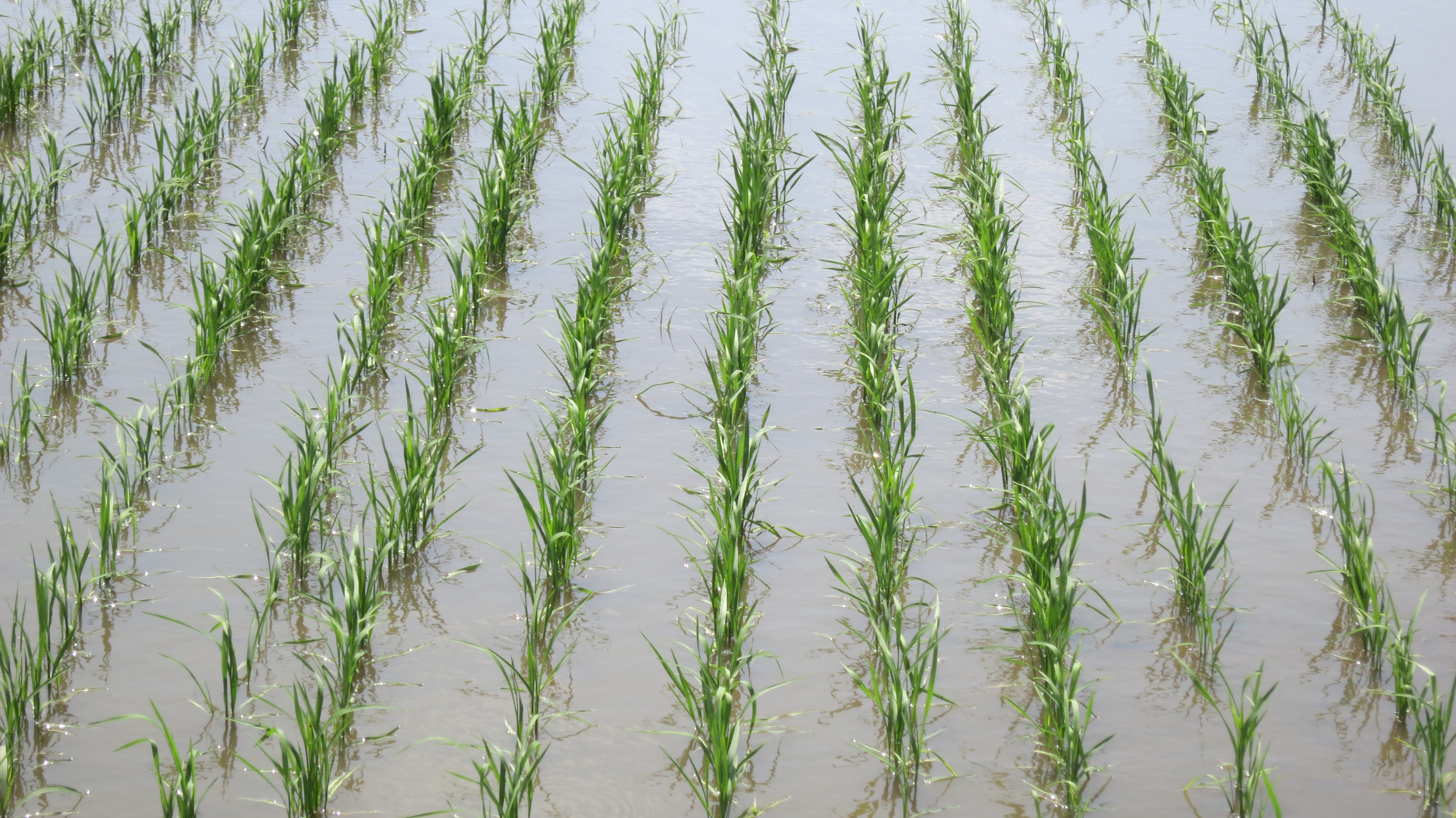 Rizières au Brésil