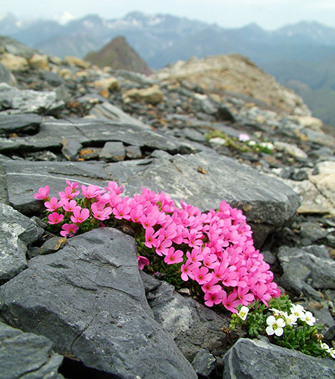 « Androsace ciliata » et « Hutchinsia alpina » au sommet de Punta Suelza (2972 m Pyrénées).