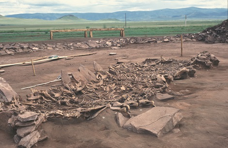 Fouille du site Kurgan Arzhan 2 (Tuva, Sibérie), 7e siècle avant notre ère. Tombe 16. Vue de 14 squelettes de chevaux exhumés.