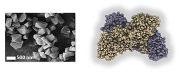 C'est à partir de ces cristaux (observés en microscopie électronique à balayage, à gauche) que la structure de la toxine BinAB a été résolue (schéma, à droite).