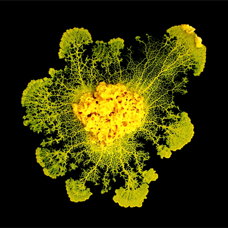 Physarum polycephalum (diamètre : environ 10 centimètres), ou blob, composé d'une unique cellule, cultivé en laboratoire sur un gel d'agar.