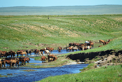 Troupeau de chevaux domestiques modernes dans le nord du Kazakhstan, 2016.