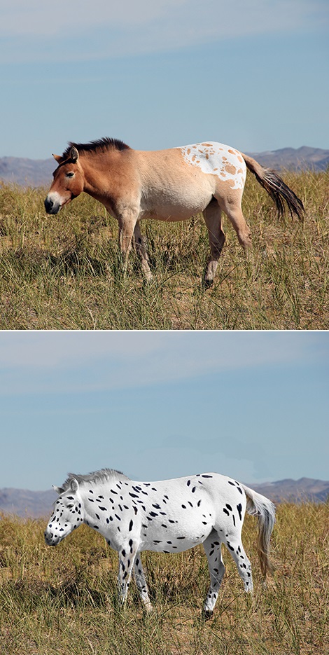 Reconstitution de chevaux de Botai basée sur l'étude génétique.  Certains des chevaux se sont révélés porteurs de variants génétiques causant des robes aux motifs blancs ou léopard.