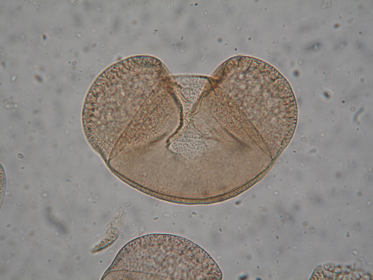 Pollen actuel d'épicéa de Serbie, "Picea omorika", exemple de proxy utilisé par les sciences paléo