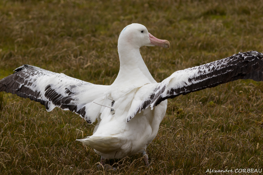 Photo albatros