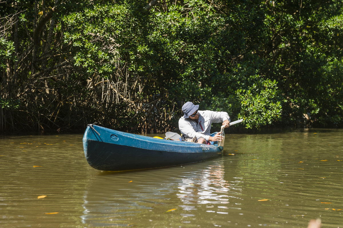 Prélèvement d'eau de la mangrove du Moule, en Guadeloupe