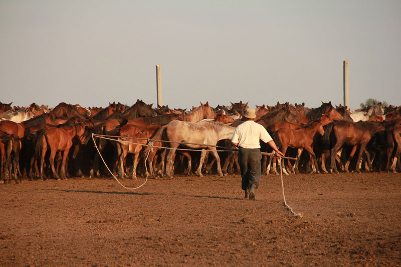 Farmer catching horses in north-central Kazakhstan