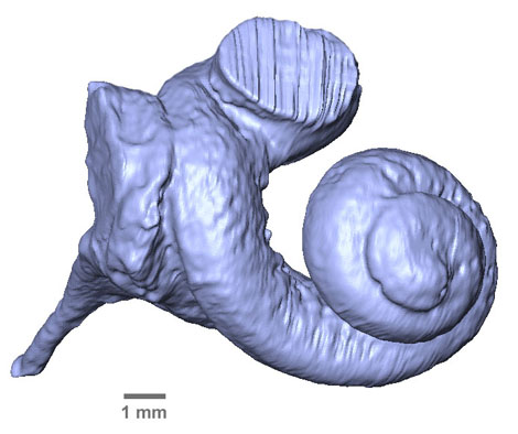 illustration du modèle 3D de la cochlée de Carolinacetus sp. (UM-KPG-M164, vue ventrale), une des espèces de protocète du Togo.