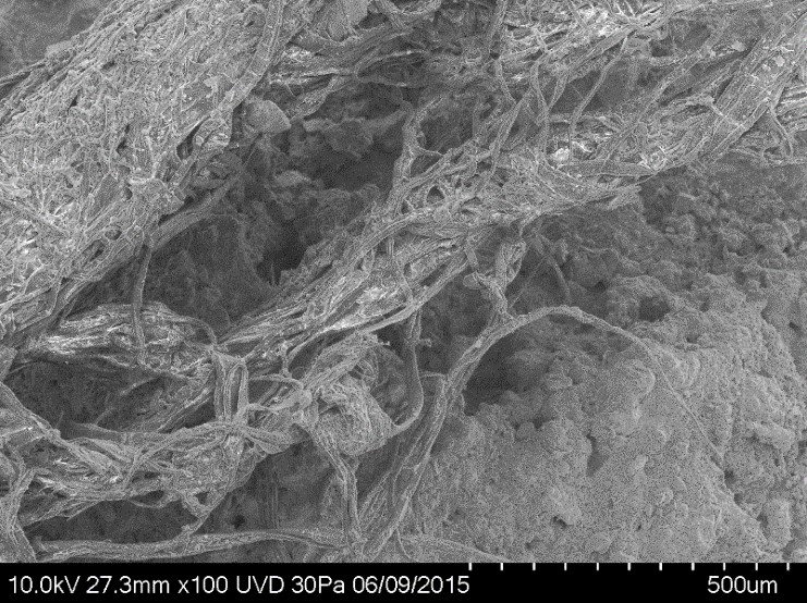 fibres du fragment de corde vues au microscope électronique