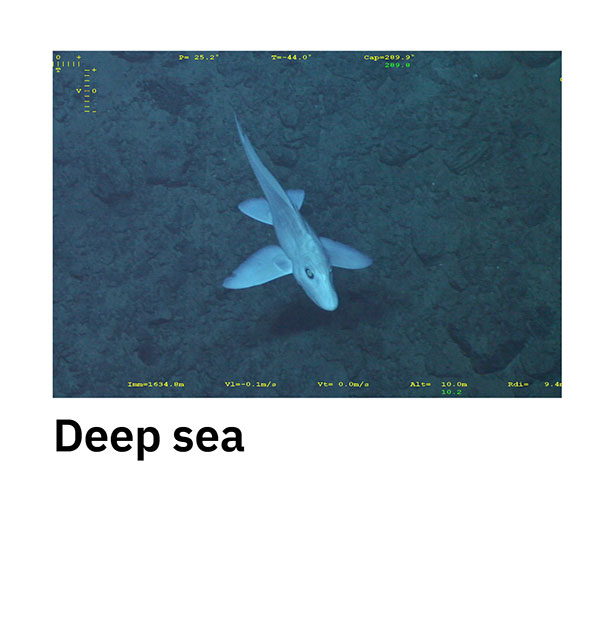 Deep sea