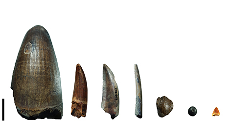 Dents du gisement de Gadoufaoua (Niger). La barre d'échelle représente 2 cm. De gauche à droite : dents d'un crocodile géant Sarcosuchus imperator, d'un spinosaure, d'un théropode non spinosaure (abélisauridé ou carcharodontosauridé), d'un ptérosaure, d'un ouranosaure (dinosaure herbivore), d'un pycnodonte (poisson) et d'un petit crocodilomorphe.