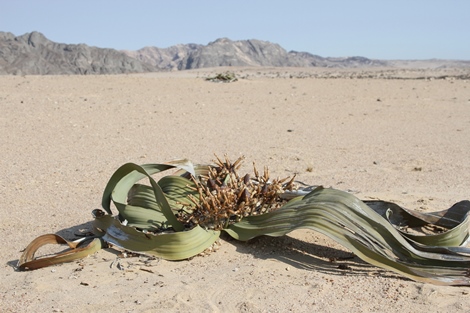 Une plante Welwitschia mirabilis femelle dans son environnement naturel du désert de Namibie.