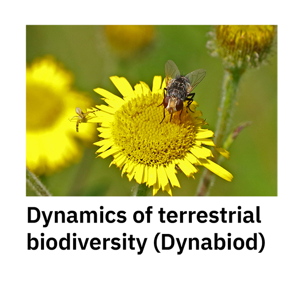 Dynamics of terrestrial biodiversity (Dynabiod)