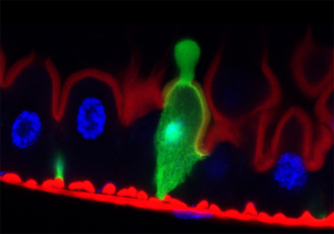 Vue de l'épithélium d'une drosophile. En vert un entérocyte se purgeant de son contenu endommagé dans la lumière de l'intestin, en rouge les filaments d'actine et en bleu l'ADN