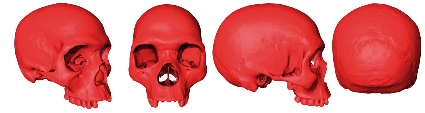 vues du fossile virtuel sous différents angles