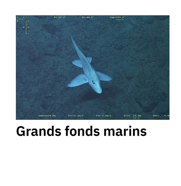 Grands fonds marins