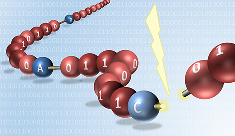 En intercalant des liaisons fragiles entre chaque octet moléculaire, les polymères numériques peuvent être facilement lus par spectrométrie de masse.