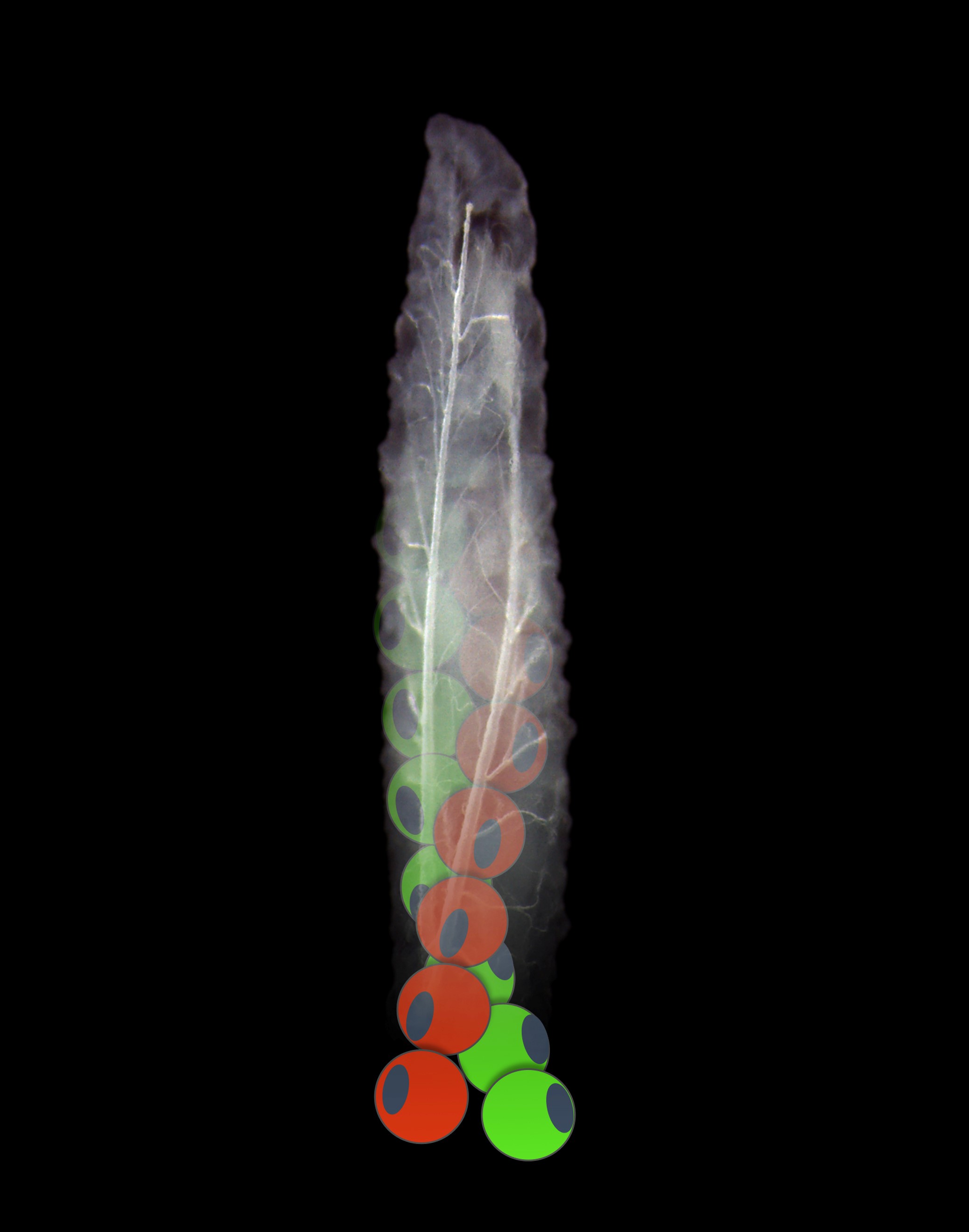 larve de drosophile (mouche) avec en surimpression une représentation des filaments d'actine