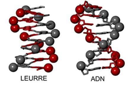 Des molécules artificielles qui miment l'ADN